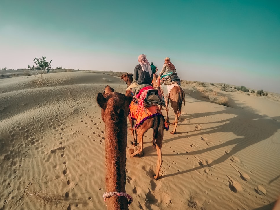 Wild Plants, Beautiful Flowers in Thar Desert of Rajastha