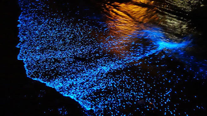 Witnessing Bioluminescence at Havelock Island - Travellers of India