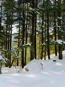 Dalhousie Winter Trek 2019_Kalatop10 inthewoods