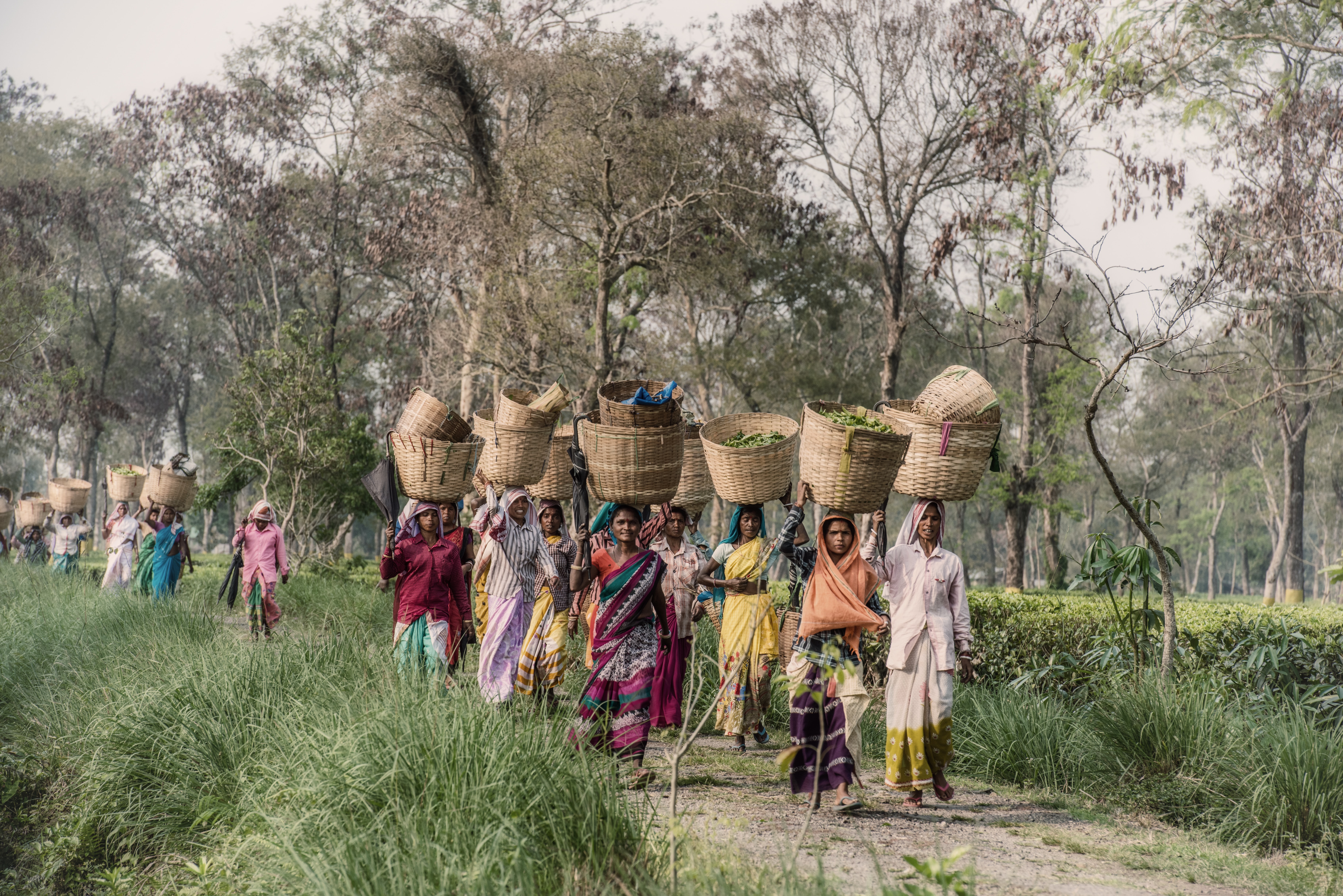 In northern india they harvest their. Штат Ассам Индия. Чайный штат Индии Ассам. Индийское чаепитие.