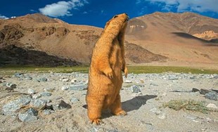 CHANGTANG_WILDLIFE_SANCTUARY_TravellersofIndia_Places_to_Visit_in_Lah_Ladakh