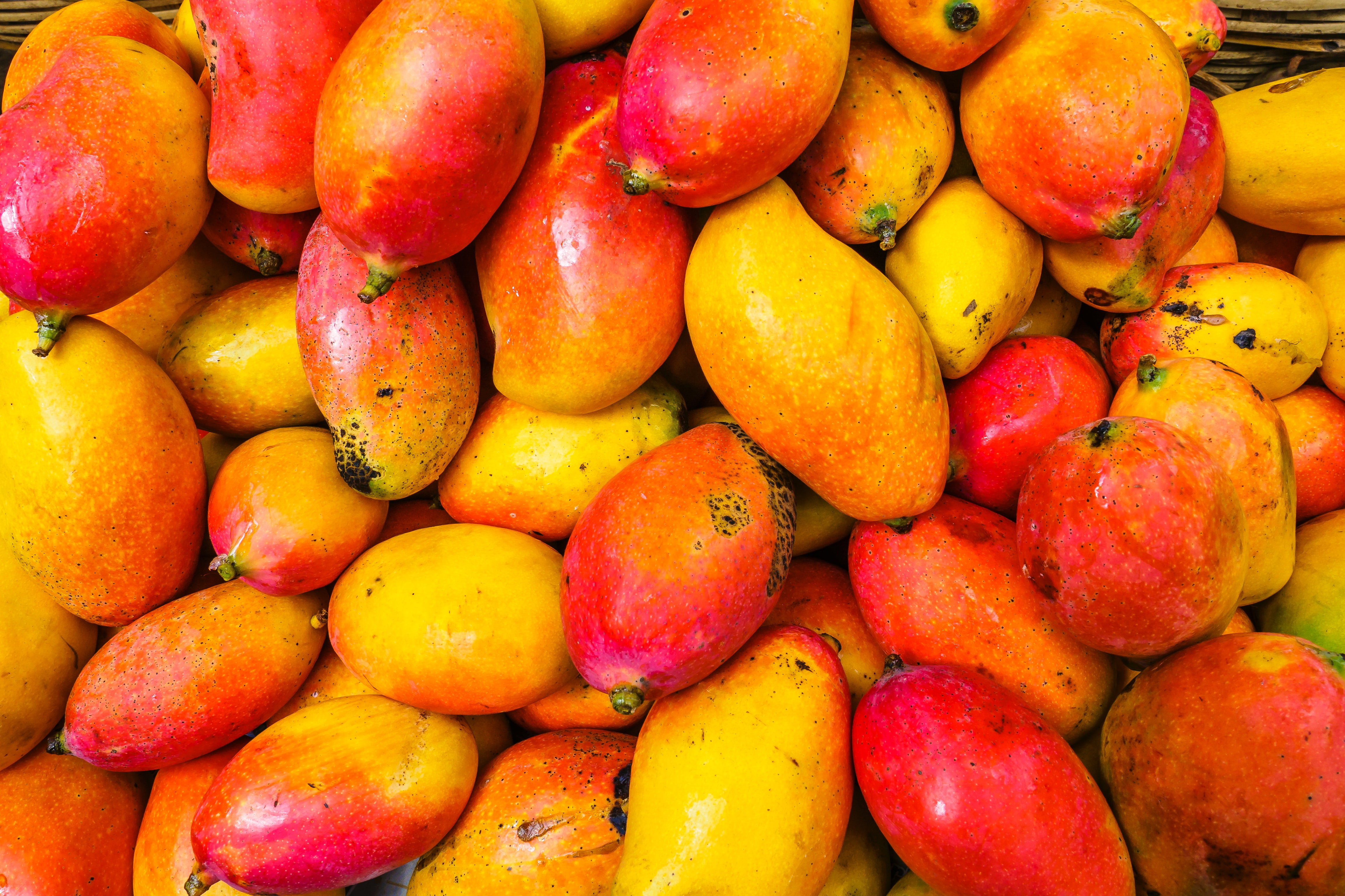 10_Super_Delicious_Types_of_Mangoes_Found_in_India_Travellersofindia