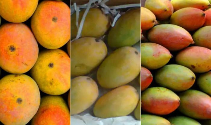 Himsagar_and_Kishan_Bhog_Mango_West_Bengal