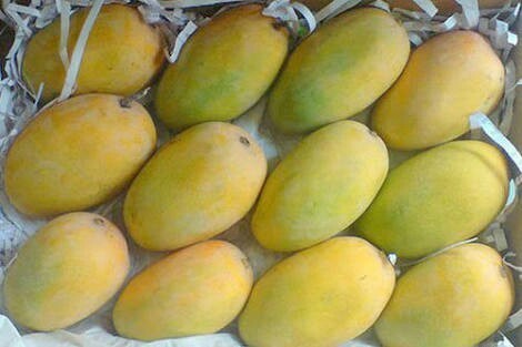 Kesar_Mango_Gujarat_TravellersofIndia