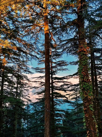 Landour_Deodar_Trees_Uttarakhand_TravellersofIndia.com