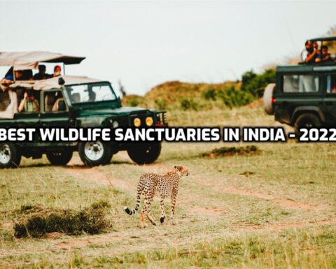 Best_Wildlife_Sanctuaries_in_India_For_Your_Next_2022_Safari_Travellersofindia