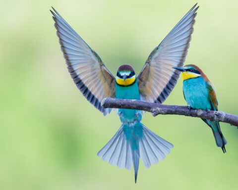 Bee-eaters with multicolored feathers sitting on the tree branch