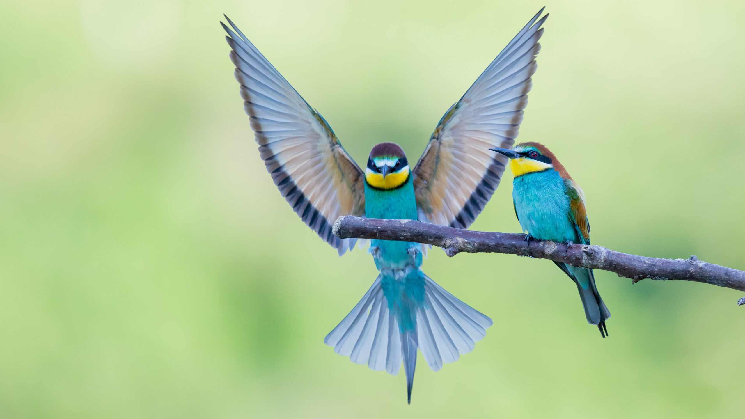 Bee-eaters with multicolored feathers sitting on the tree branch