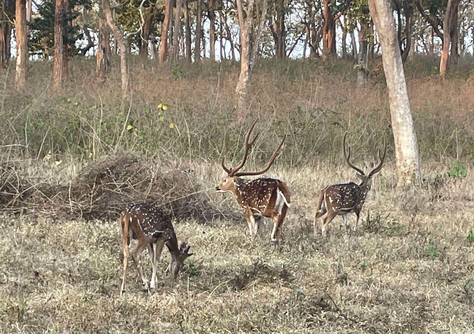 Masinagudi_&_Mudumalai Tiger reserve_Travellersofindia.com