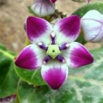 Akda_Callotropis_procera_travellersofindia