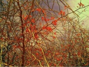 Kair_Capparis_deciduas_travellersofindia.com3