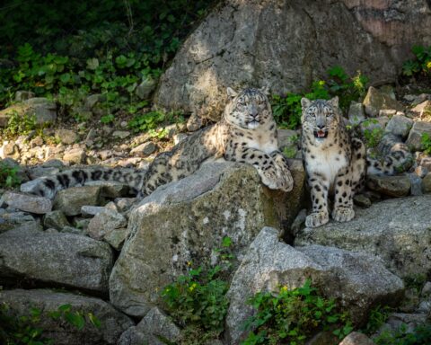 Ladakh_Dairies_How_To_Sight_An_Elusive_Snow_Leopard_Travellersofindia