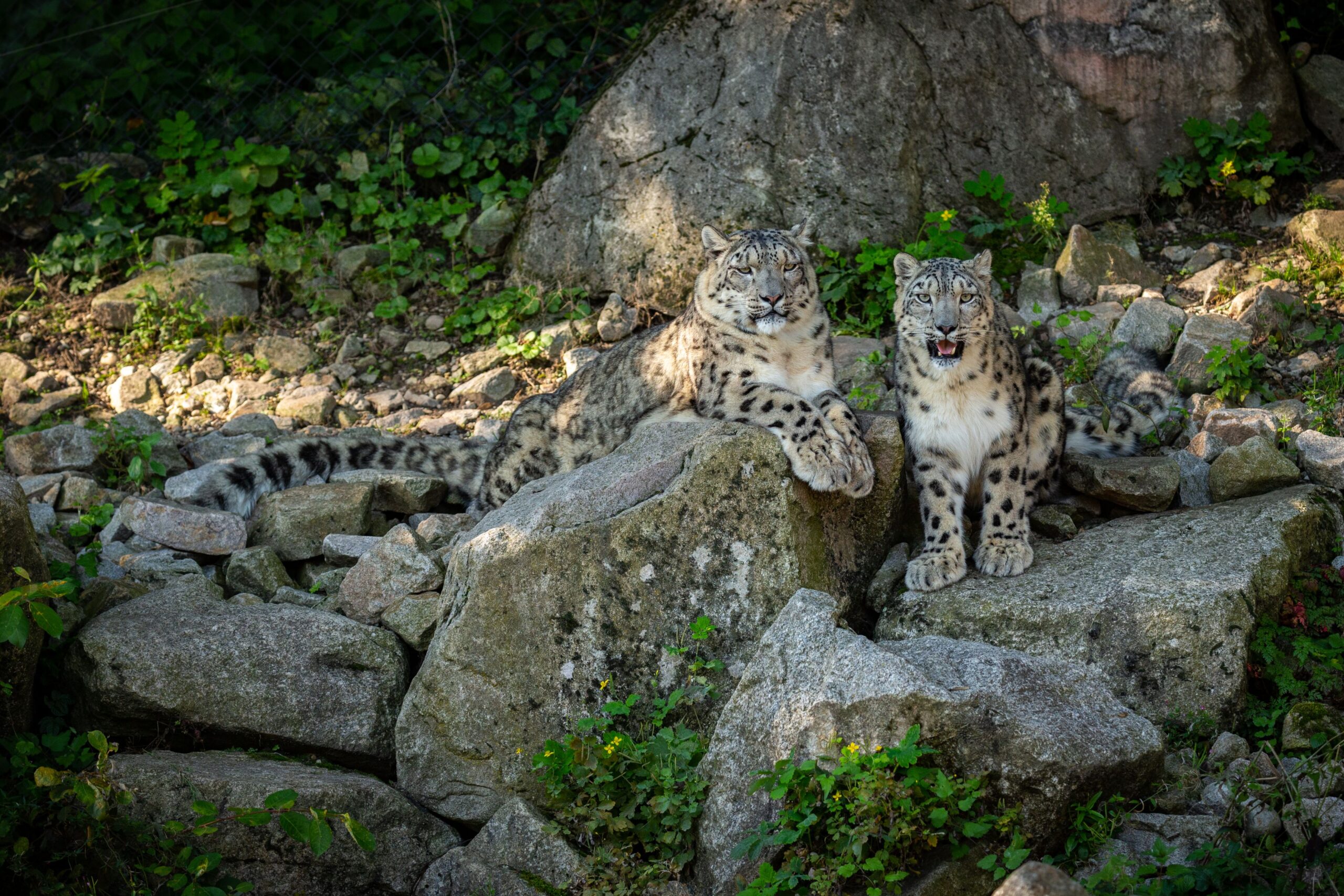 Ladakh_Dairies_How_To_Sight_An_Elusive_Snow_Leopard_Travellersofindia