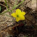 Mellon_flower_travellersofindia