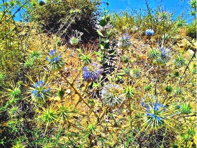 Utakanta_Echinops_echinatus_travellersofindia