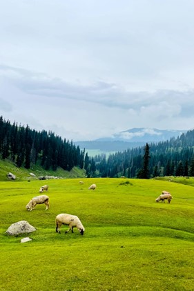 bodpathri-lakes-1-trek-in-kashmir-by-yashodhan-nighoskar