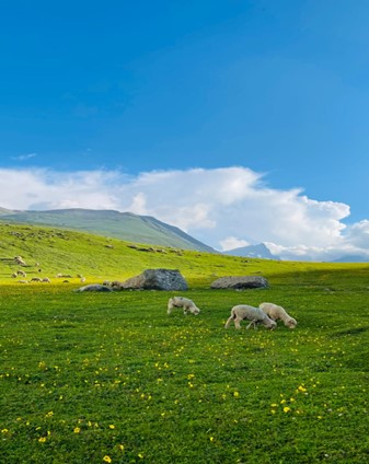 bodpathri-lakes--trek-in-kashmir-by-yashodhan-nighoskar