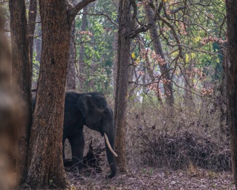 Nagarahole_National_Park_Travellersofindia.com