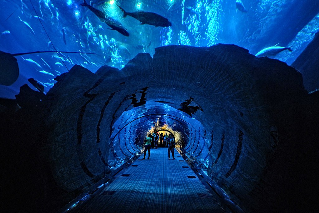 Dubai-Aquarium-things-to-do-in-dubai-with-kids-travellersofindia.com