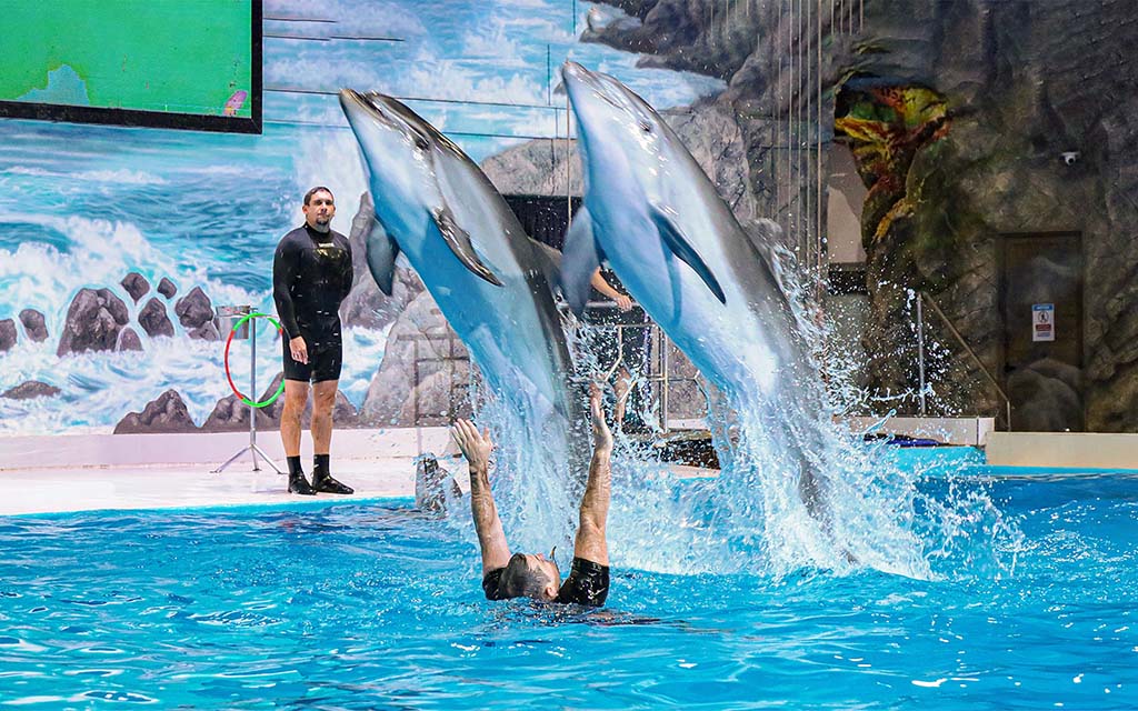 Dubai-Dolphinarium-things-to-do-in-dubai-with-kids-travellersofindia.com