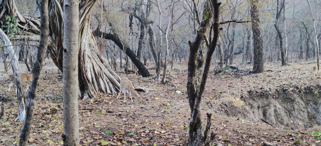 deer-in-ranthambore-travellersofindia.com