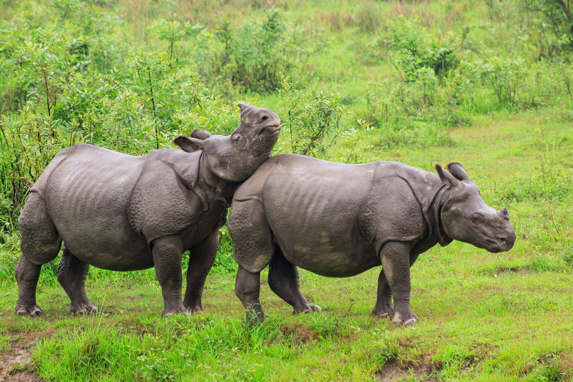 guide-kaziranga-national-park-assam-travellersofindia