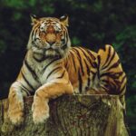 best-places-to-spot-tigers-in-indian-forests-travellersofindia