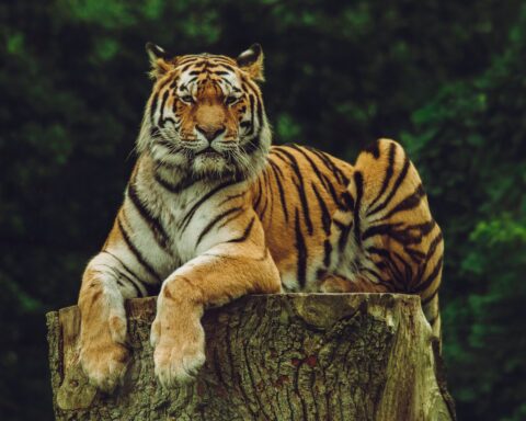 best-places-to-spot-tigers-in-indian-forests-travellersofindia