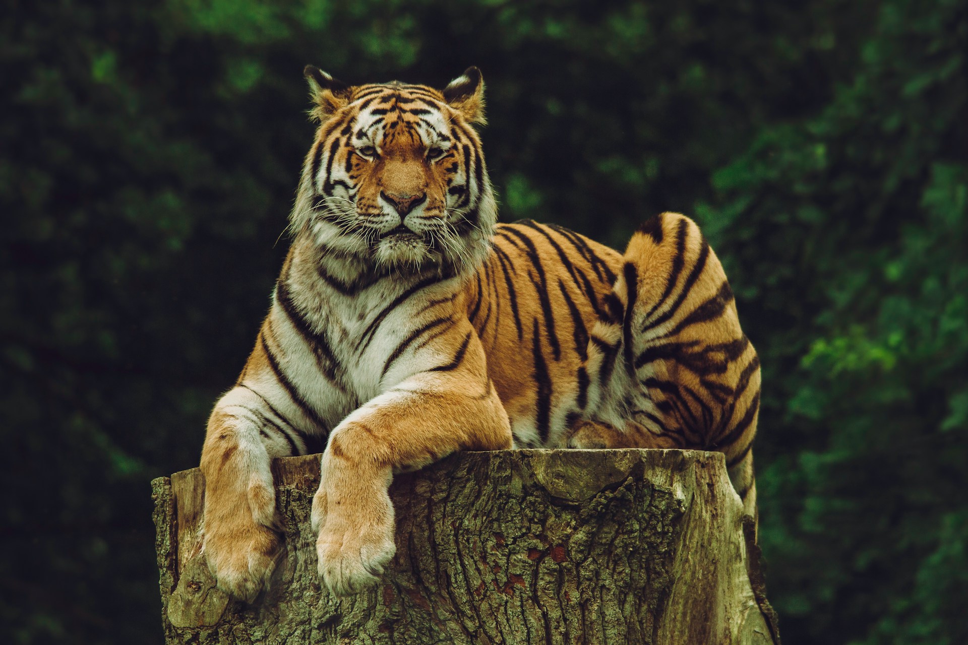 best-places-to-spot-tigers-in-indian-forests-travellersofindia