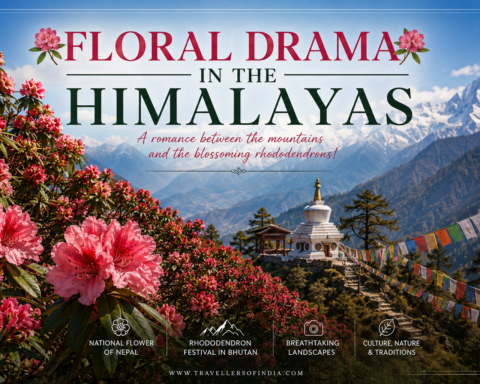 floral-drama-in-the-himalayas-travellersofindia